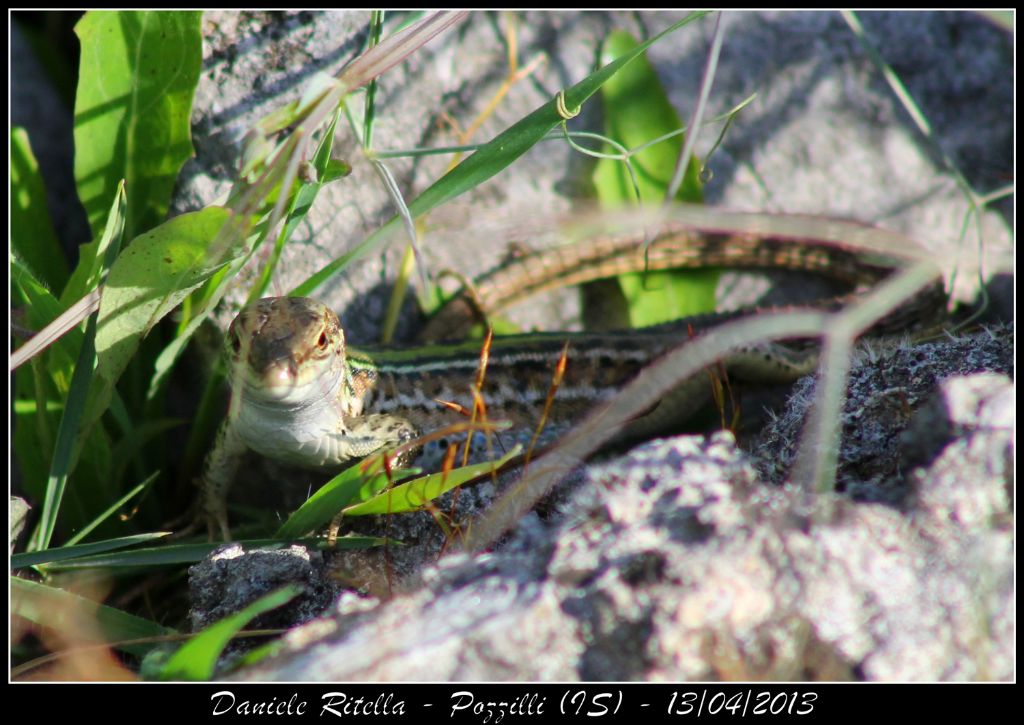 Un p di Podarcis siculus campestris della mia zona!